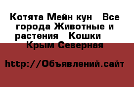 Котята Мейн кун - Все города Животные и растения » Кошки   . Крым,Северная